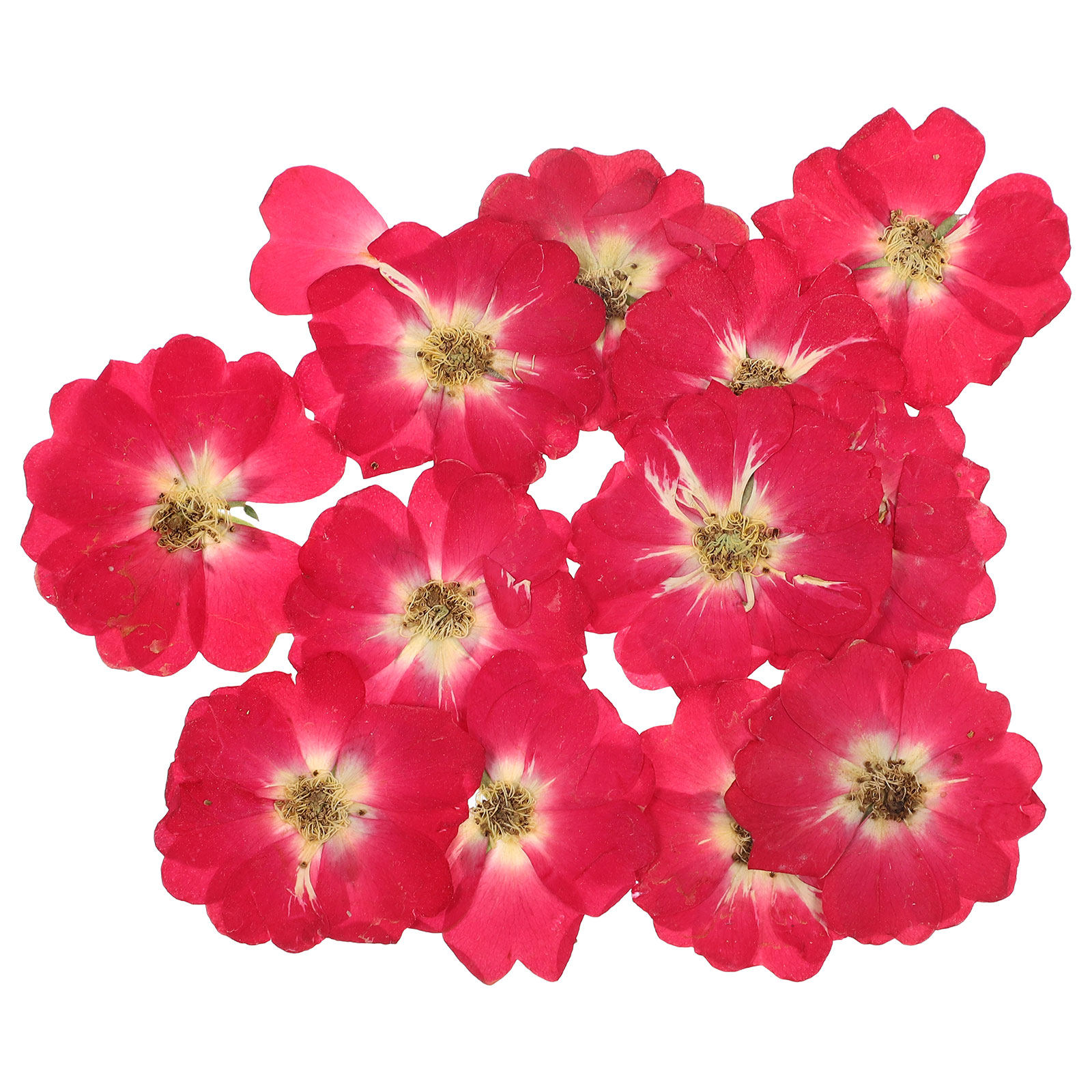 12Pcs Natural Dried Rose Press - огляд і ціна Resin Art And Craft