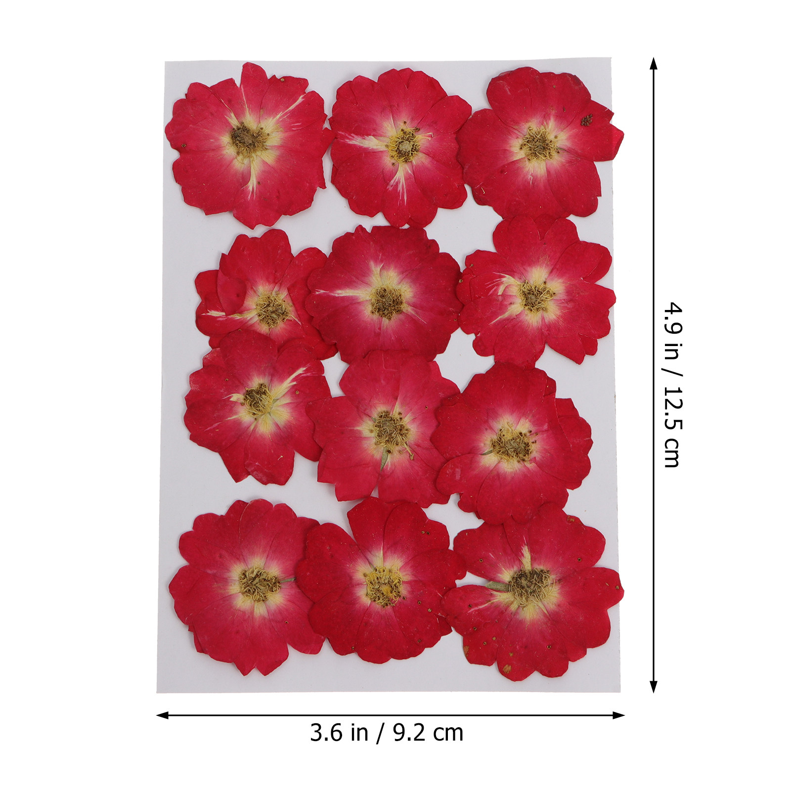 12Pcs Natural Dried Rose Press - огляд і ціна Resin Art And Craft